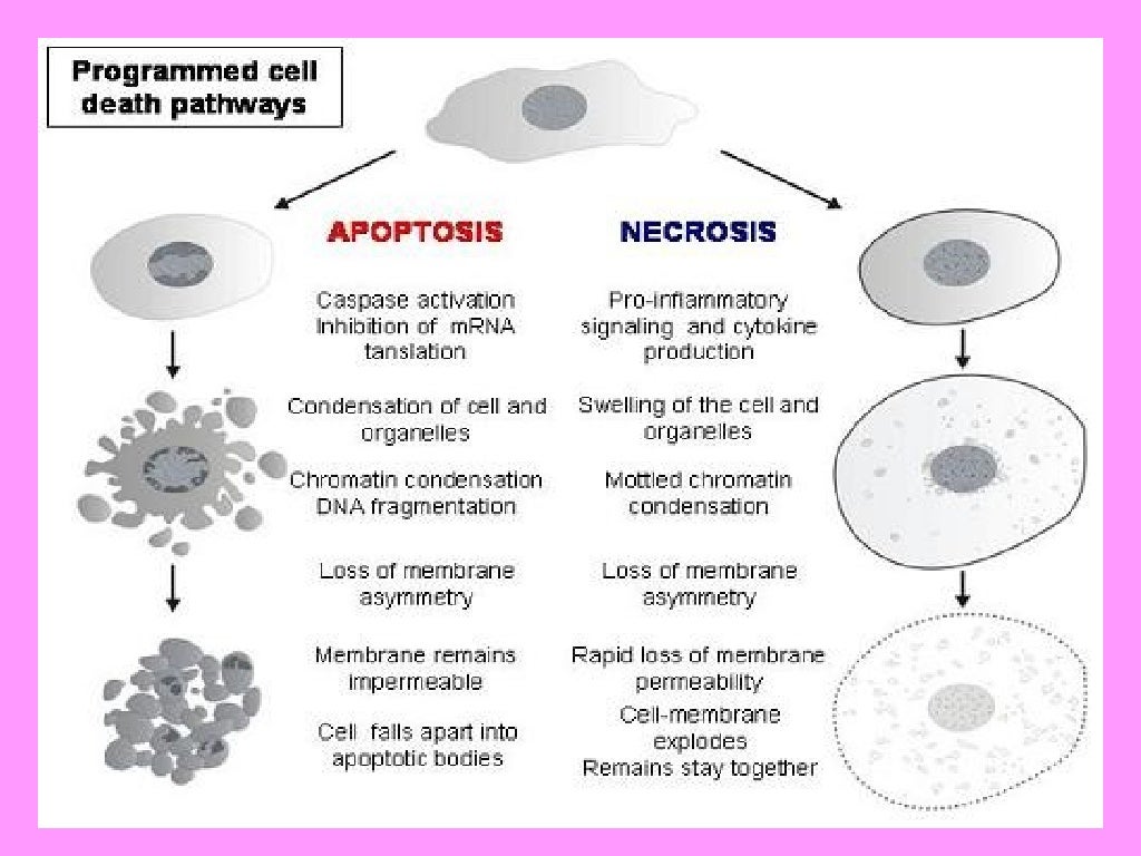 General pathology lecture 3 cell death or necrosis