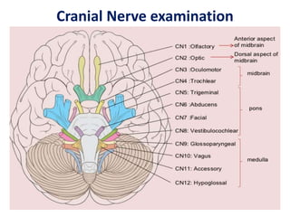 Cranial Nerve examination
 