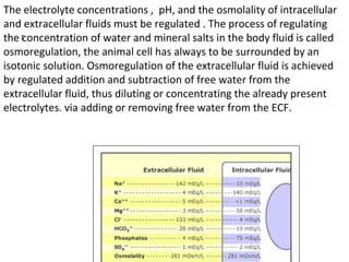 General physiology - regulation of ECF | PPT