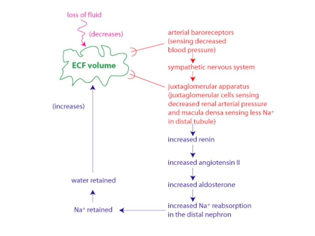 General physiology regulation of ECF