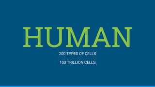 HUMAN200 TYPES OF CELLS
100 TRILLION CELLS