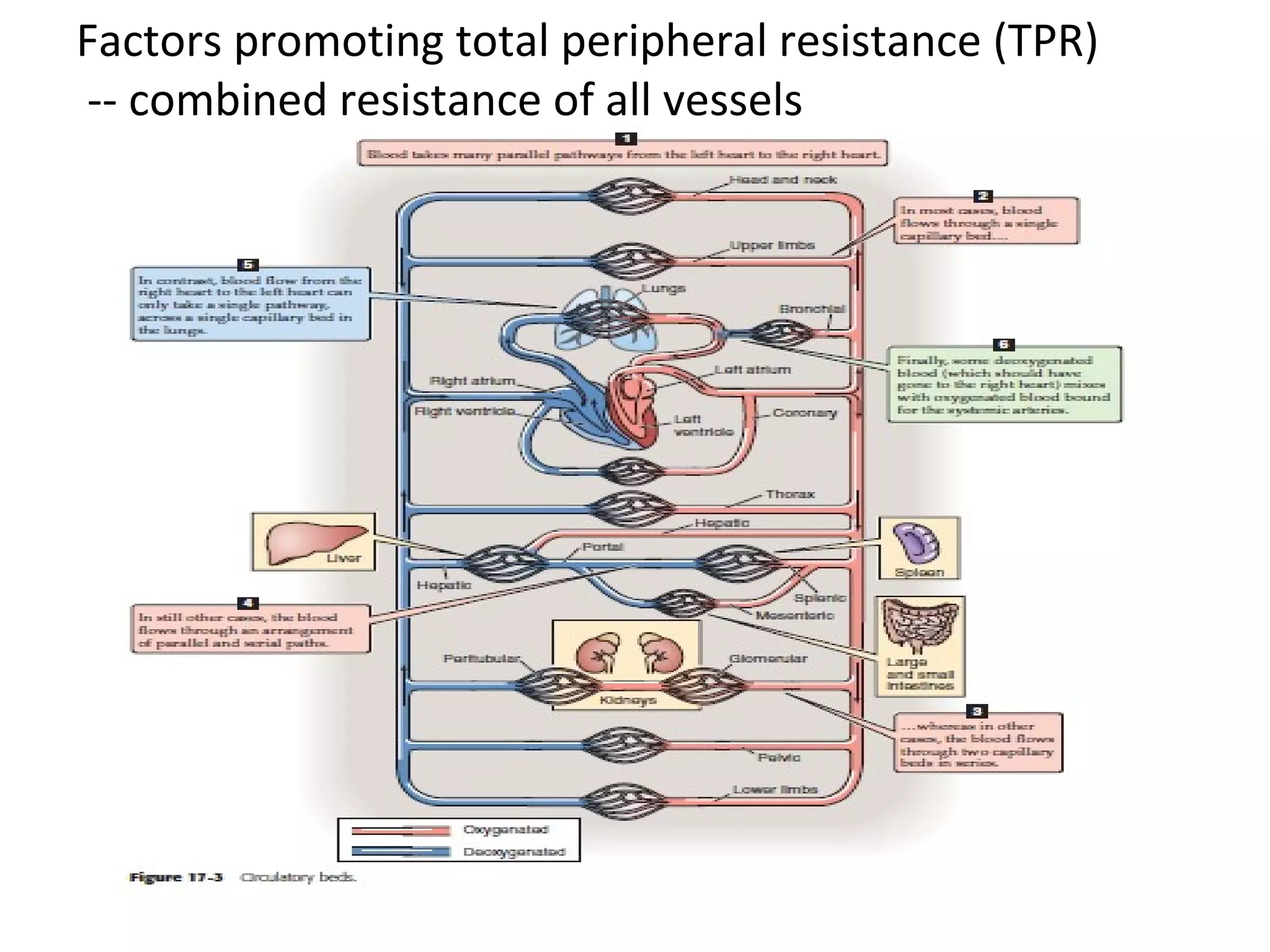 Factors promoting total peripheral resistance (TPR)
-- combined resistance of all vessels
 