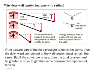 Why does wall tension increase with radius?
If the upward part of the fluid pressure remains the same, then
the downward component of the wall tension must remain the
same. But if the curvature is less, then the total tension must
be greater in order to get that same downward component of
tension.
12/21/16 17
 