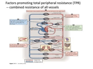 Factors promoting total peripheral resistance (TPR)
-- combined resistance of all vessels
 
