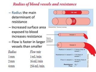 – Radius the main
determinant of
resistance
– Increased surface area
exposed to blood
increases resistance
– Flow is faster in larger
vessels than smaller
 