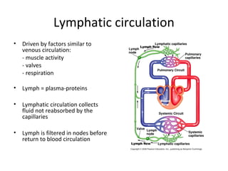 Lymphatic circulation
• Driven by factors similar to
venous circulation:
- muscle activity
- valves
- respiration
• Lymph = plasma-proteins
• Lymphatic circulation collects
fluid not reabsorbed by the
capillaries
• Lymph is filtered in nodes before
return to blood circulation
 