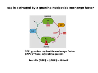 How Is Ras Activated General principles of cell communication.pdf