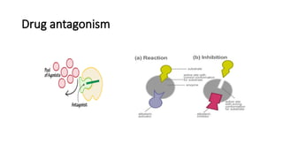 Comprehensive Overview of Drug Action Principles and Pharmacodynamics ...