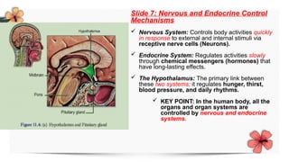 Control Systems In The Body Comprehensive Overview of Homeostasis: Principles, Mechanisms, and ...