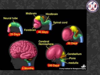 Maturation Human Development General principlesof human development and maturation | PPTX