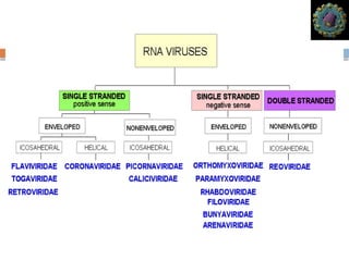 general properties of viruses for MBBS students | PPTX