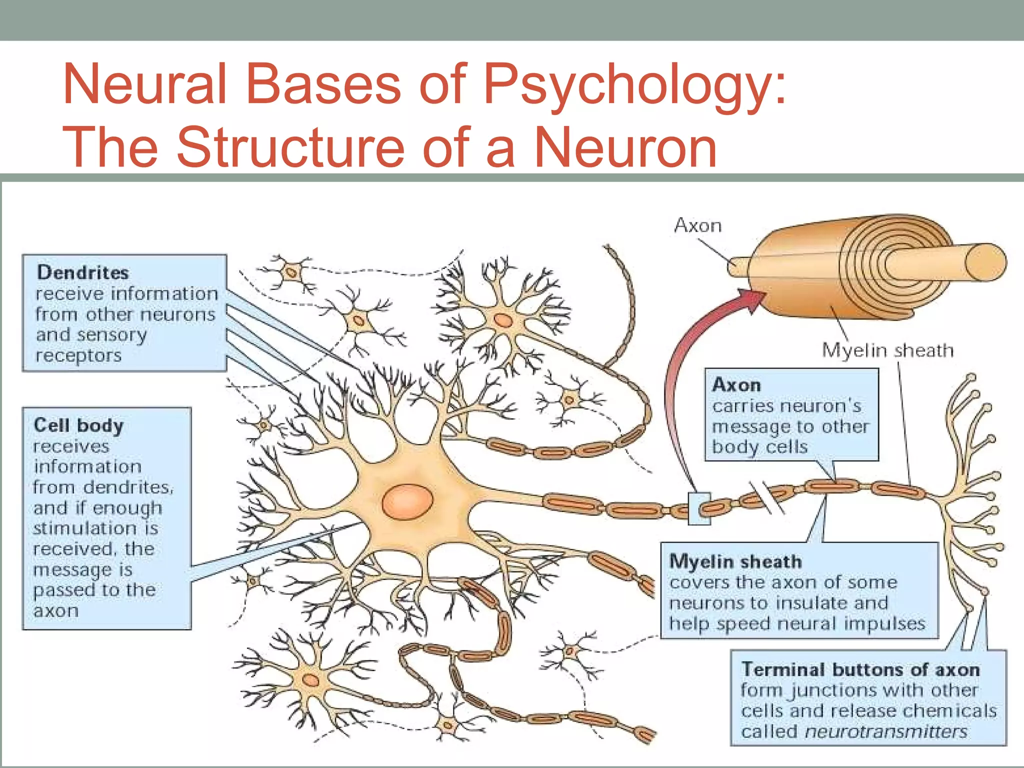General psych neurobiological bases | PPT