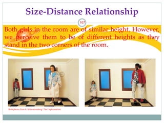 Perceptual Constancies
1. Size Constancy – perceive familiar
objects as having a constant size even
when its retinal image...