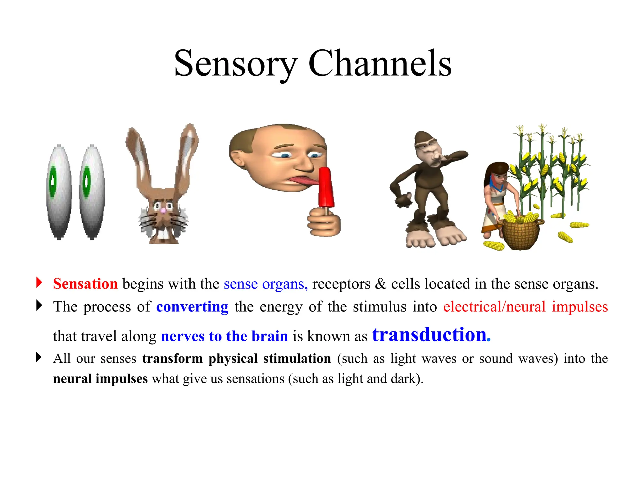 Sensory Channels
 Sensation begins with the sense organs, receptors & cells located in the sense organs.
 The process of converting the energy of the stimulus into electrical/neural impulses
that travel along nerves to the brain is known as transduction.
 All our senses transform physical stimulation (such as light waves or sound waves) into the
neural impulses what give us sensations (such as light and dark).
 