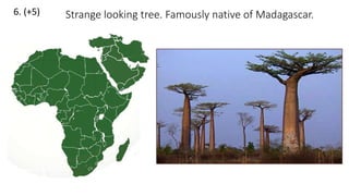6. (+5) Strange looking tree. Famously native of Madagascar.
 