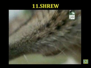 11.SHREW
 