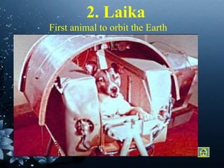 2. Laika
First animal to orbit the Earth
 
