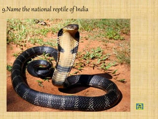 9.Name the national reptile of India
 