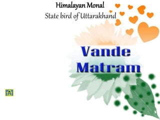 Himalayan Monal
State bird of Uttarakhand
 