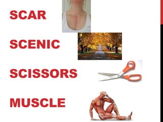 SCAR
SCENIC
SCISSORS
MUSCLE
 