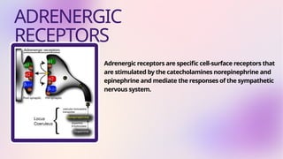 General rule for adrenergic receptors & exceptions | PPTX