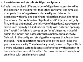 • Invertebrates and Vertebrate Digestive Systems
Animals have evolved different types of digestive systems to aid in
the digestion of the different foods they consume. The simplest
example is that of a gastrovascular cavity and is found in
organisms with only one opening for digestion. Platyhelminthes
(flatworms), Ctenophora (comb jellies), and Cnidaria (coral, jelly
fish, and sea anemones) use this type of digestion.Gastrovascular
cavities are typically a blind tube or cavity with only one opening,
the “mouth”, which also serves as an “anus”. Ingested material
enters the mouth and passes through a hollow, tubular cavity.
Cells within the cavity secrete digestive enzymes that break down
the food. The food particles are engulfed by the cells lining the
gastrovascular cavity. The alimentary canal, shown in Figure 1b, is
a more advanced system: it consists of one tube with a mouth at
one end and an anus at the other. Earthworms are an example of
an animal with an alimentary canal.
 