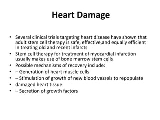 Heart Damage
• Several clinical trials targeting heart disease have shown that
adult stem cell therapy is safe, effective,and equally efficient
in treating old and recent infarcts
• Stem cell therapy for treatment of myocardial infarction
usually makes use of bone marrow stem cells
• Possible mechanisms of recovery include:
• – Generation of heart muscle cells
• – Stimulation of growth of new blood vessels to repopulate
• damaged heart tissue
• – Secretion of growth factors
 