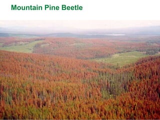 59
Mountain Pine Beetle
59
 