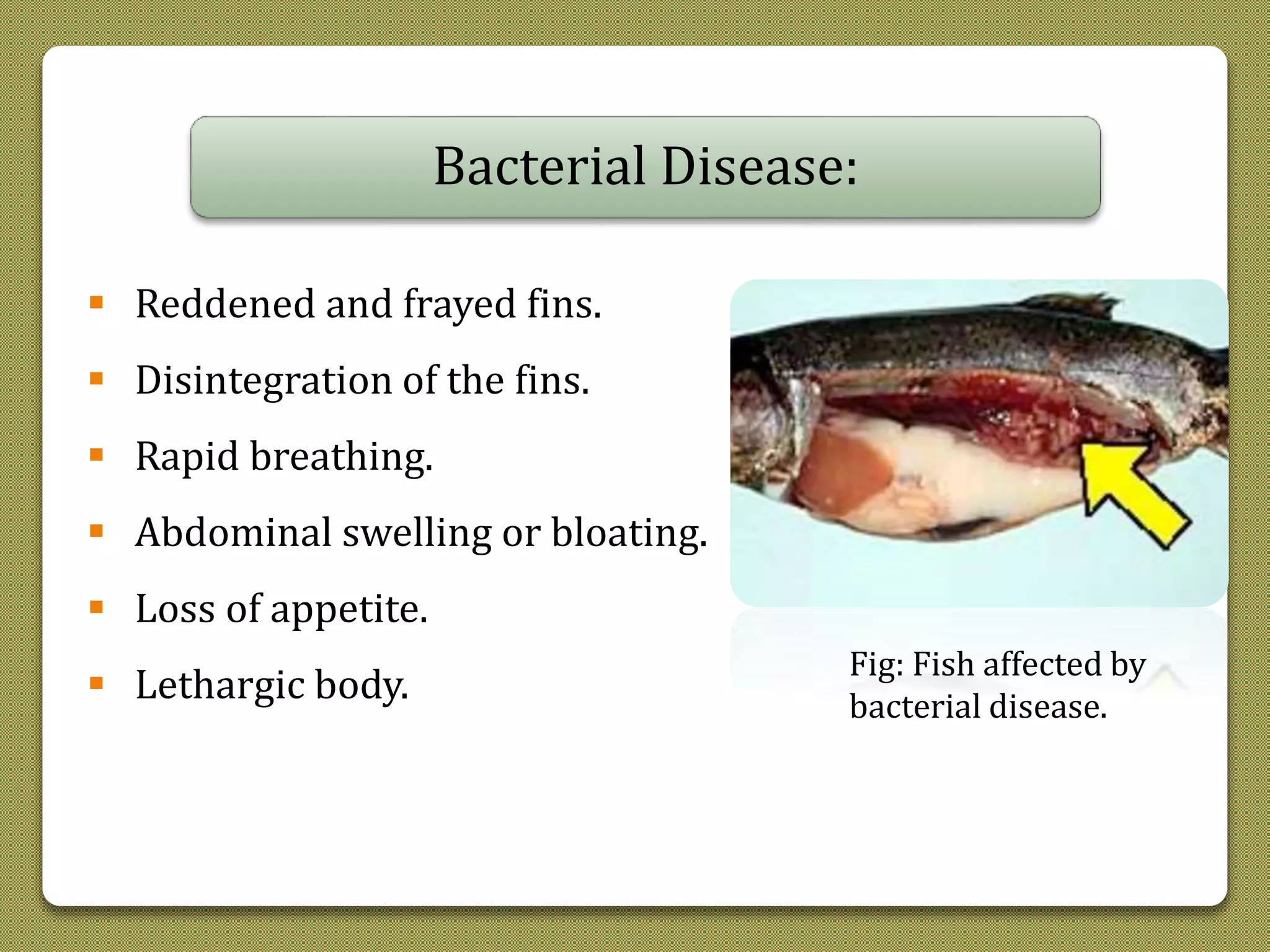 General sings & symptom of disease fish | PPTX
