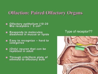 Olfaction: Paired Olfactory Organs Olfactory epithelium (10-20 Mio receptors /  5 cm 2) Responds to molecules dissolved in mucus or lipids Easy to recognize – hard to categorize (Only) neuron that can be replaced in adult Through cribriform plate of ethmoid to olfactory bulb Type of receptor?? 