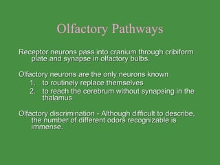 Olfactory Pathways Receptor neurons pass into cranium through cribiform plate and synapse in olfactory bulbs. Olfactory neurons are the only neurons known to routinely replace themselves  to reach the cerebrum without synapsing in the thalamus  Olfactory discrimination - Although difficult to describe, the number of different odors recognizable is immense.  