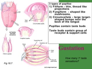 Gustation 3 types of papillae 1) Filiform - thin, thread like projections  2) Fungiform  - shaped like mushrooms.  3) Circumvallate - large target-shaped bumps near the back of the tongue   Papillae contain taste buds Taste buds contain group of receptor & support cells How many 1 o  taste sensations? Fig 18.7 