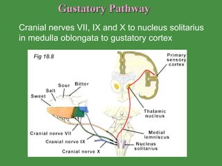 Gustatory Pathway  Cranial nerves VII, IX and X to nucleus solitarius in medulla oblongata to gustatory cortex  Fig 18.8 
