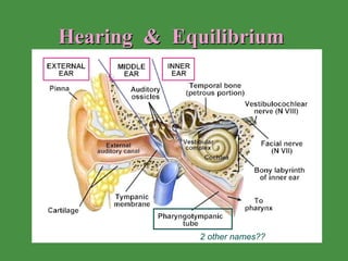 Hearing  &  Equilibrium 2 other names?? 