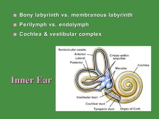 Inner Ear Bony labyrinth vs. membranous labyrinth Perilymph vs. endolymph Cochlea & vestibular complex 