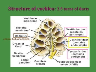 Structure of cochlea:  2.5 turns of ducts central hub of cochlea 