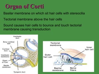 Organ of Corti Basilar membrane on which sit hair cells with stereocilia Tectorial membrane above the hair cells Sound causes hair cells to bounce and touch tectorial membrane causing transduction 