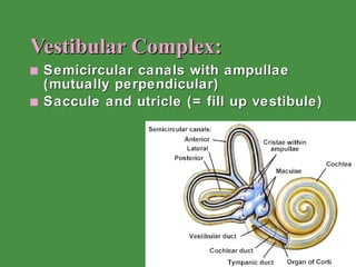 Vestibular Complex: Semicircular canals with ampullae (mutually perpendicular) Saccule and utricle (= fill up vestibule) 
