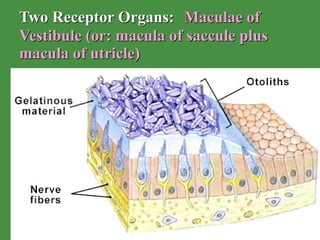 Two Receptor Organs:   Maculae of Vestibule (or: macula of saccule plus macula of utricle) 