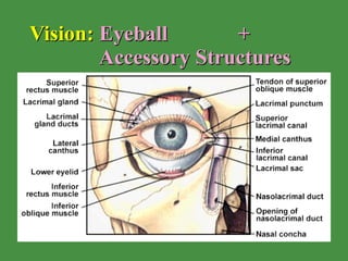 Vision:  Eyeball  +  Accessory Structures   