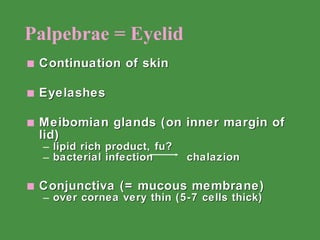 Palpebrae = Eyelid Continuation of skin Eyelashes Meibomian glands (on inner margin of lid) lipid rich product, fu? bacterial infection chalazion Conjunctiva (= mucous membrane) over cornea very thin (5-7 cells thick) 