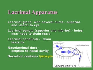 Lacrimal Apparatus Lacrimal gland  with several ducts - superior and lateral to eye Lacrimal puncta (superior and inferior) - holes near nose to drain tears Lacrimal canaliculi -  drain    tears to Nasolacrimal duct -    empties to nasal cavity Secretion contains  lysozyme Compare to fig 18.18 