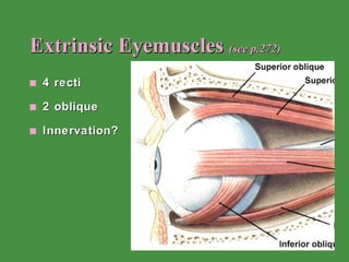 Extrinsic Eyemuscles  (see p.272) 4 recti 2 oblique Innervation? 