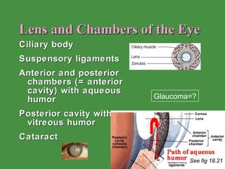 Lens and Chambers of the Eye Ciliary body Suspensory ligaments Anterior and posterior chambers (= anterior cavity) with aqueous humor Posterior cavity with vitreous humor Cataract   Glaucoma=? See fig 18.21 