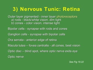 3) Nervous Tunic: Retina Outer layer pigmented - inner layer  photoreceptors a) rods - black/white vision, dim light b) cones - color vision, intense light Bipolar cells - synapse with rods and cones Ganglion cells - synapse with bipolar cells Ora serrata - anterior edge of retina Macula lutea – fovea centralis - all cones, best vision Optic disc – blind spot, where optic nerve exits eye Optic nerve See Fig 18.22 