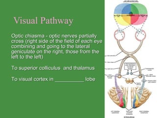 Visual Pathway Optic chiasma - optic nerves partially cross (right side of the field of each eye combining and going to the lateral geniculate on the right, those from the left to the left)  To superior colliculus  and thalamus To visual cortex in __________ lobe 