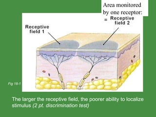 The larger the receptive field, the poorer ability to localize stimulus  (2 pt. discrimination test) Fig 18-1 Area monitored by one receptor: = 