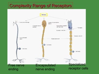 Complexity Range of Receptors Free nerve ending Encapsulated nerve ending Specialized receptor cells 