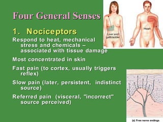 Four General Senses 1.  Nociceptors Respond to heat, mechanical  stress and chemicals –  associated with tissue damage Most concentrated in skin Fast pain (to cortex, usually triggers reflex)  Slow pain (later, persistent,  indistinct source) Referred pain  (visceral, "incorrect" source perceived) 