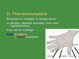 2) Thermoreceptors Respond to changes in temperature  In dermis, skeletal muscles, liver and hypothalamus Free nerve endings Cold  receptors  >  warm  receptors 